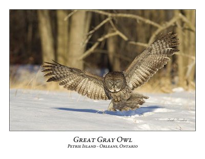 Great Gray Owl-139