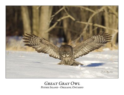 Great Gray Owl-140