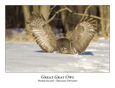 Great Gray Owl-141