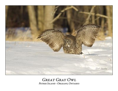 Great Gray Owl-142