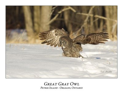 Great Gray Owl-143