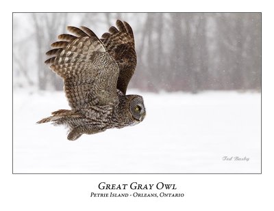Great Gray Owl-145