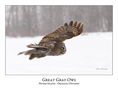 Great Gray Owl-146