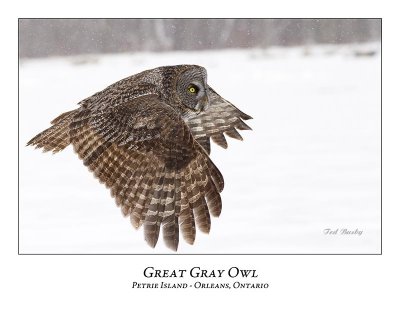 Great Gray Owl-147