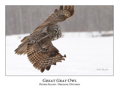 Great Gray Owl-148