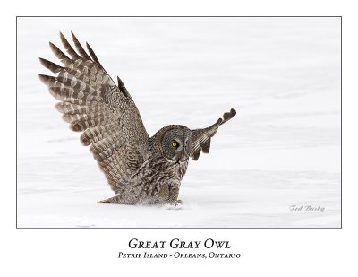 Great Gray Owl-149