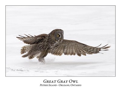 Great Gray Owl-150