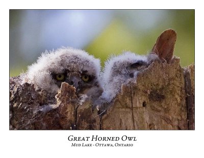Great Horned Owl-022