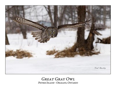 Great Gray Owl-153