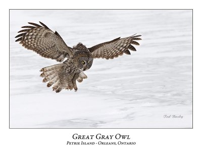 Great Gray Owl-154
