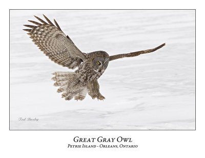 Great Gray Owl-155