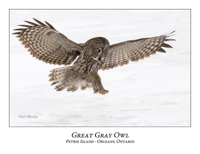 Great Gray Owl-156