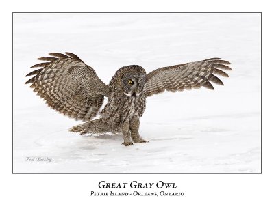 Great Gray Owl-157