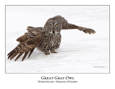 Great Gray Owl-158