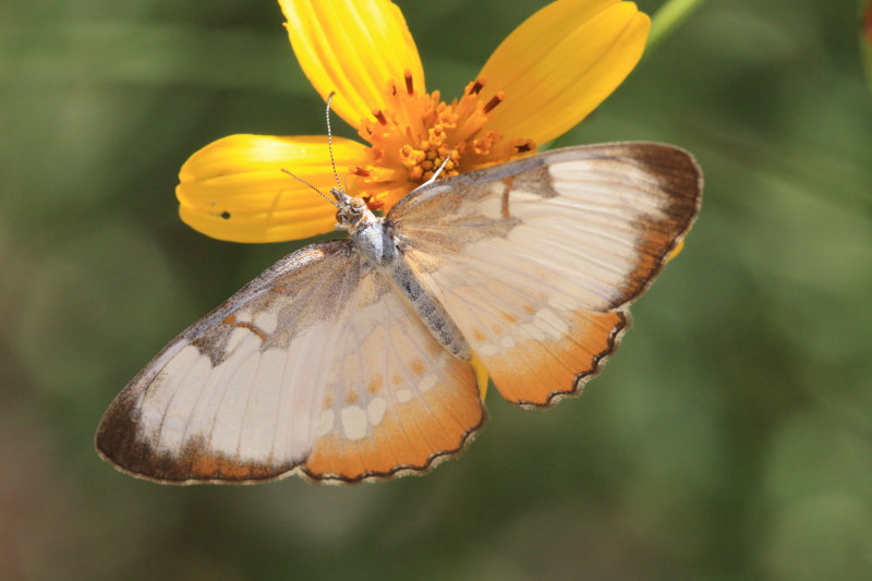 Common Mestra (Mestra amymone)