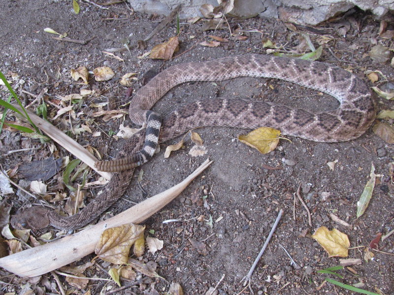 Western Diamondback Rattlesnake