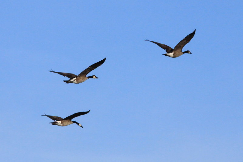 Canada Geese