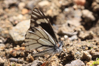 Mexican Pine White (Neophasia terlooii) - male