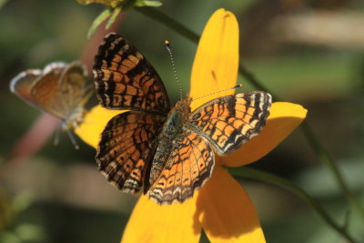 Pearl Crescent (Phyciodes t. tharos)