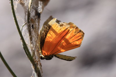Tailed Orange