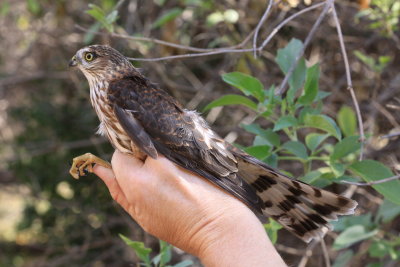 Sharp-Shinned Hawk