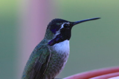Costas Hummingbird - Scroll down