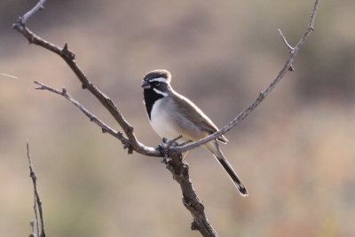 Black-Throated Sparrow