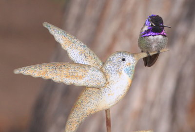 Costas Hummingbird