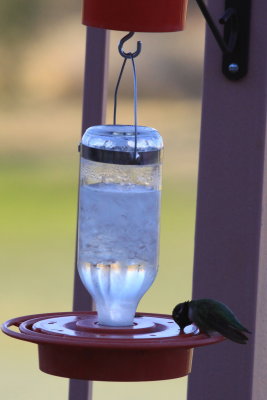 Hummingbird Slushie