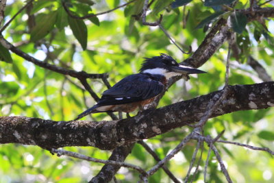 Ringed Kingfisher