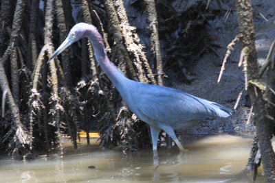 Little Blue Heron