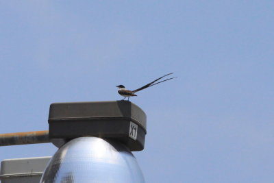 Fork-tailed Flycatcher