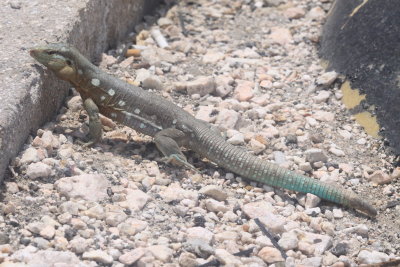 Laurent's Whiptail (Cnemidophorus murinus)