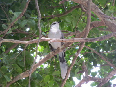 I took a cruise and saw some birds