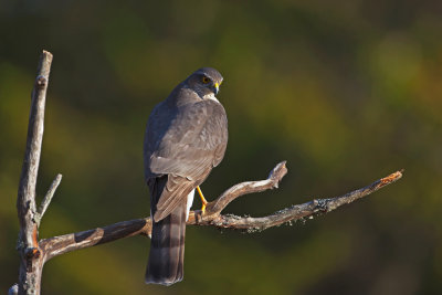 Sparrowhawk. Spurvehauk