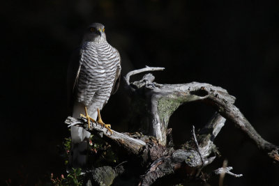 Sparrowhawk. Spurvehauk