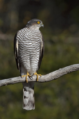 Sparrowhawk. Spurvehauk