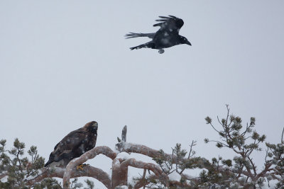 Golden Eagle. Kongern