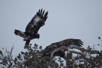 Golden Eagle. Kongern