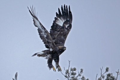 Golden Eagle. Kongern