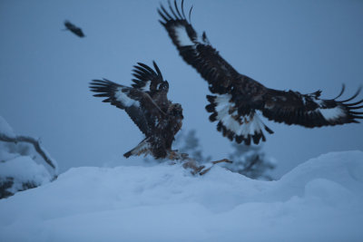 Golden Eagle. Kongern