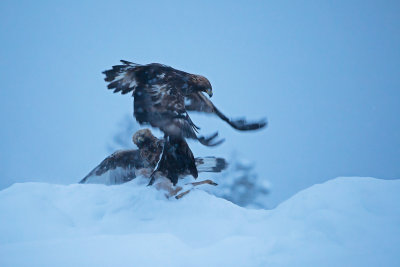 Golden Eagle. Kongern