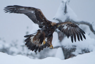 Golden Eagle. Kongern