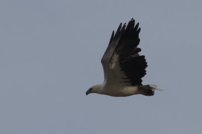 White-bellied Sea Eagle, Hvit brystet havrn