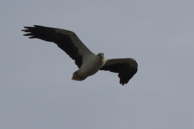 White-bellied Sea Eagle, Hvit brystet havrn