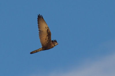 Brown Falcon. Brun Falk