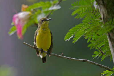 Sunbird Female