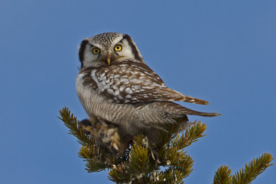 Northern Hawk Owl. Haukugle
