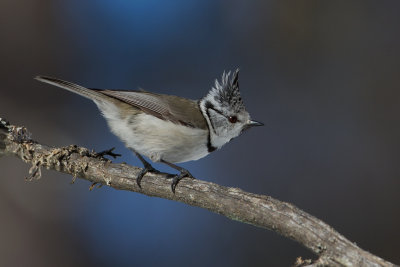 European Crested Tit. Toppmeis