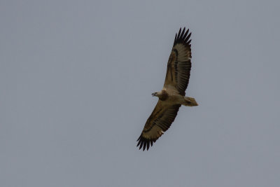 Wedge-tailed Eagle. Kilehale rn.